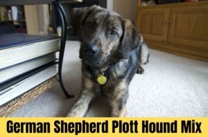 German Shepherd Plott Hound Mix