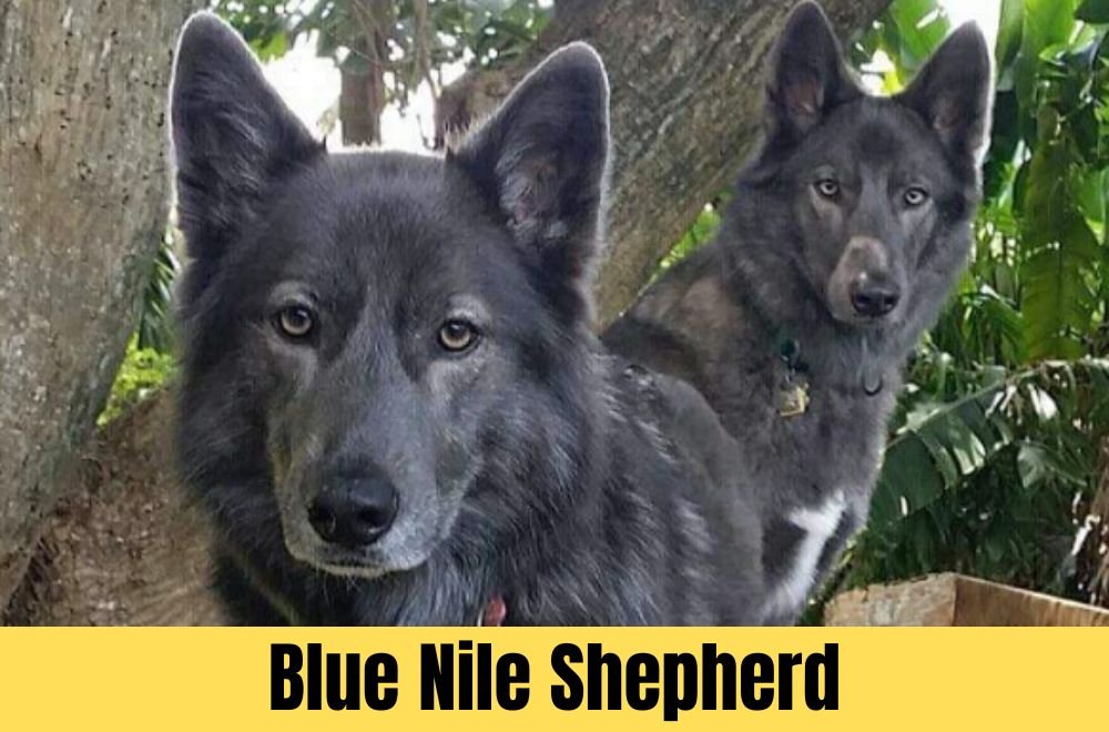 blue nile shepherd