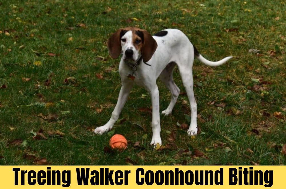 treeing walker coonhound biting