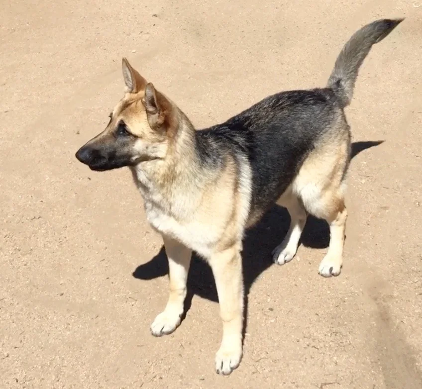 saddleback german shepherd dog