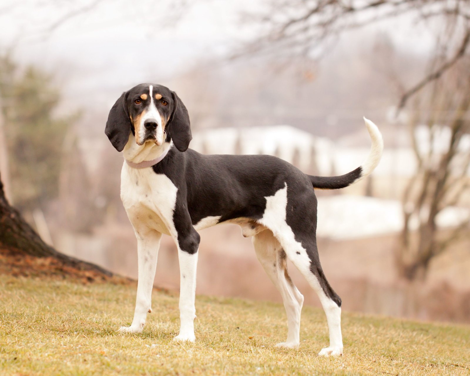 are treeing walker coonhounds aggressive