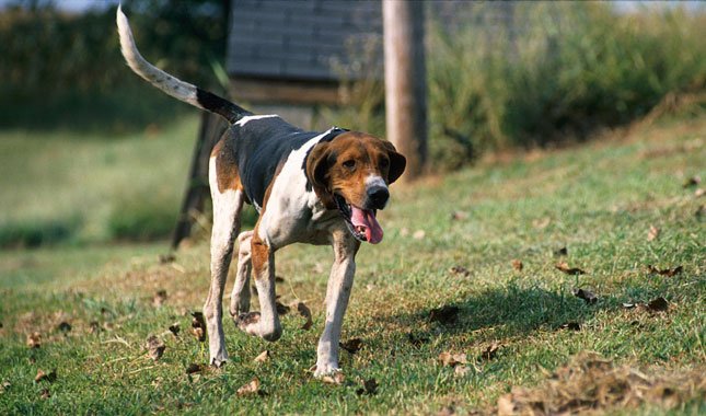 are treeing walker coonhounds aggressive