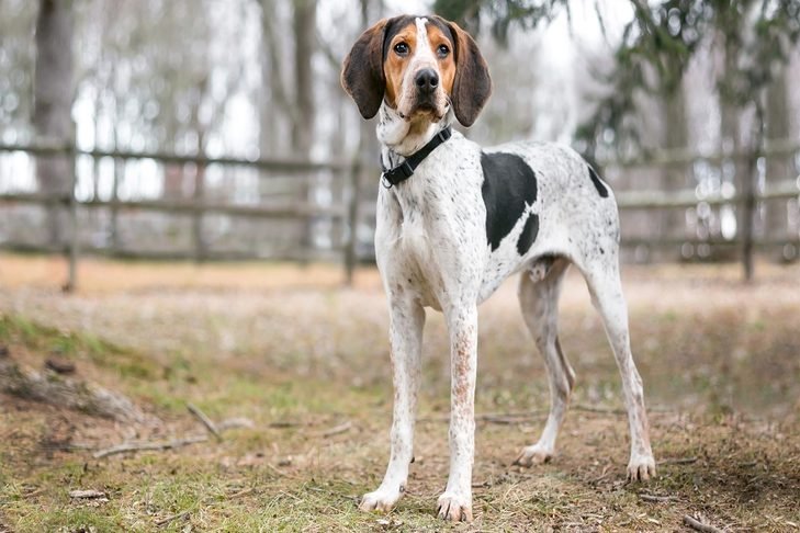 are treeing walker coonhounds aggressive