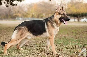 saddleback german shepherd dog