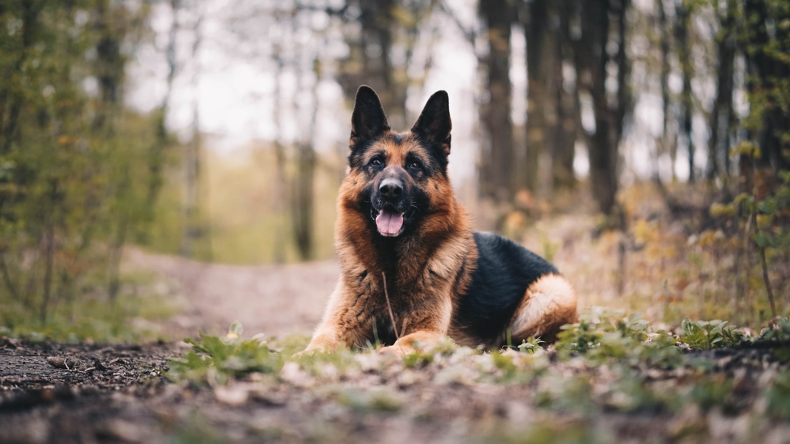 ddr vs czech german shepherd