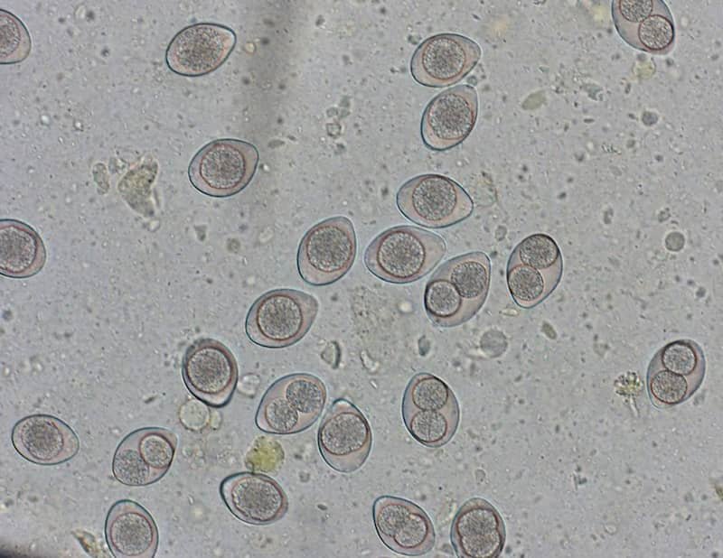 Understanding Coccidia and its Threat