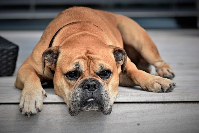 Pet Care Tips