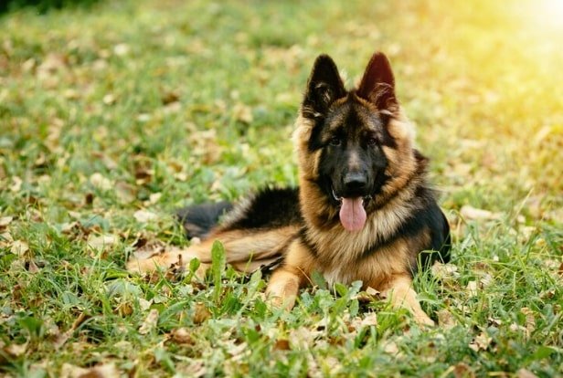 ddr vs czech german shepherd