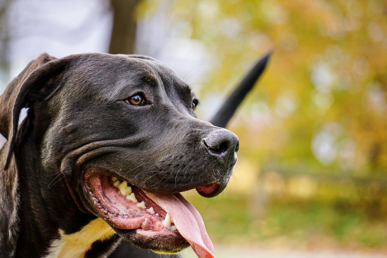 Temperament and Behavior of Midnight Cowboy Pitbull