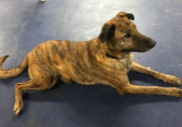 Plott Hound Shepherd Mix