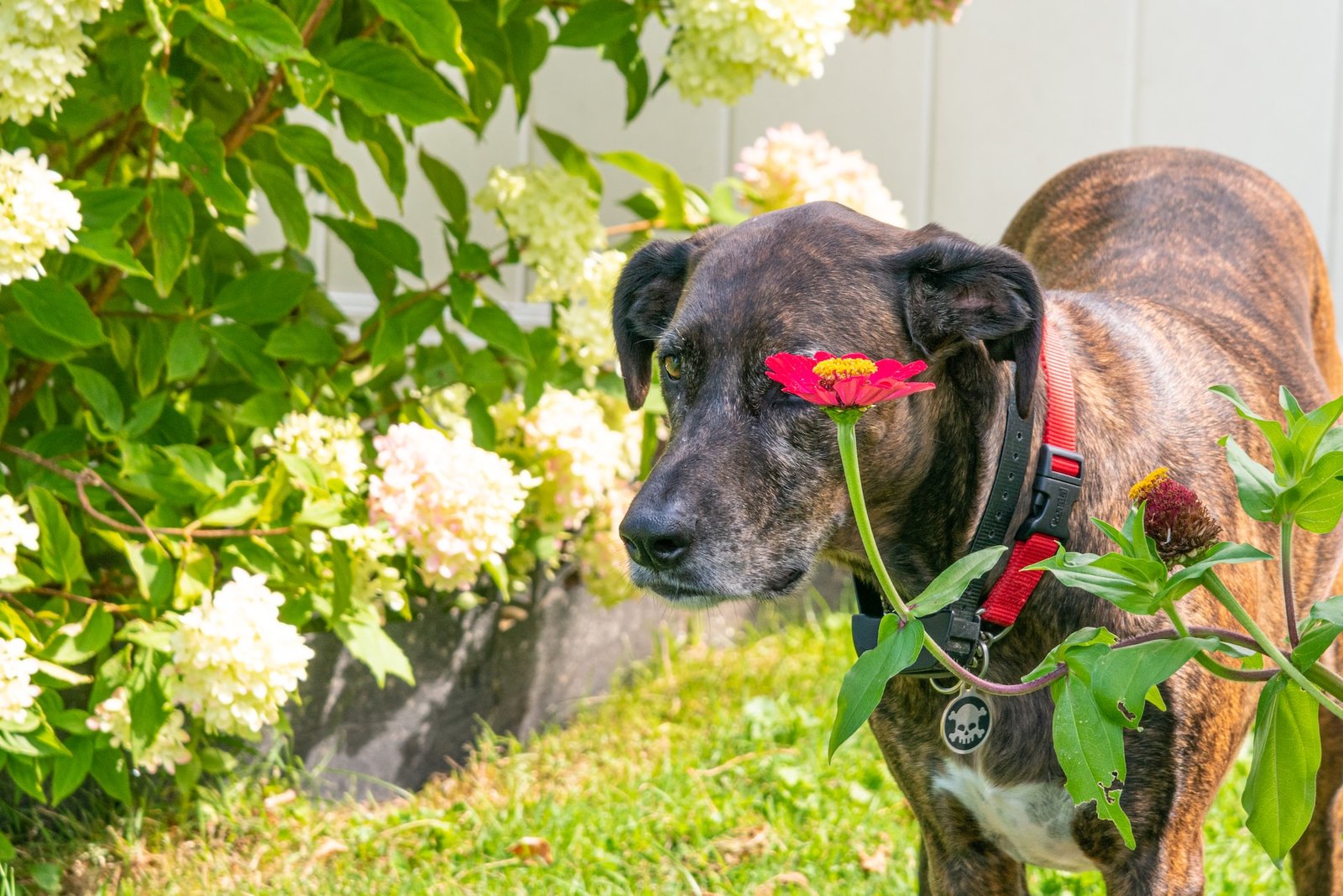 Plott Hound Shepherd Mix