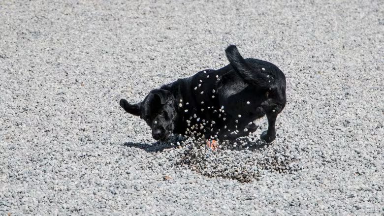 Is Pea Gravel Good for Dog Runs - Benefits