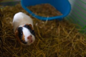 Guinea Pig