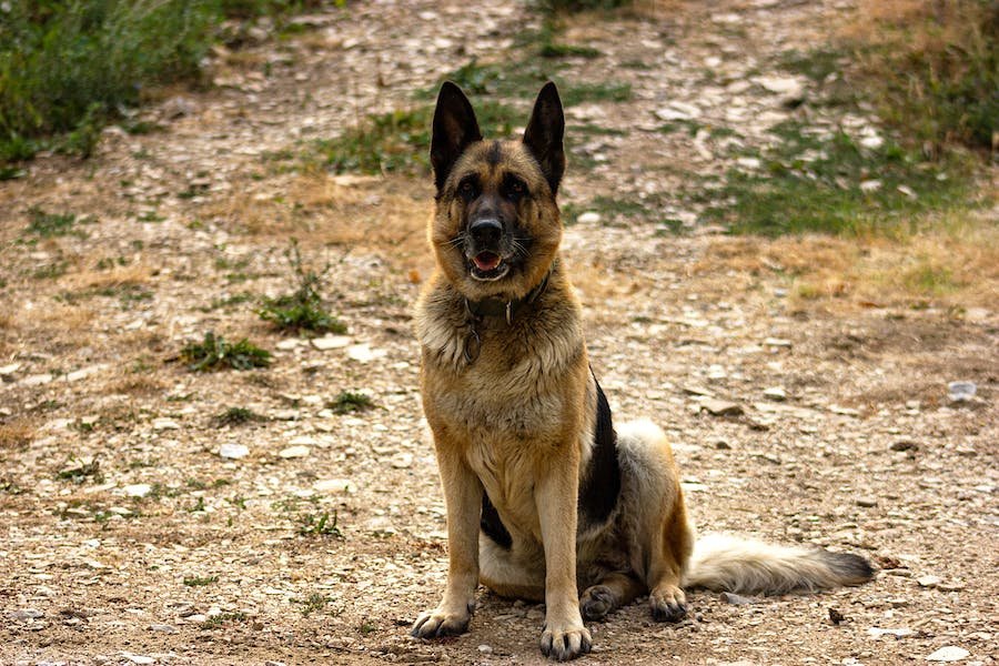 saddleback german shepherd dog