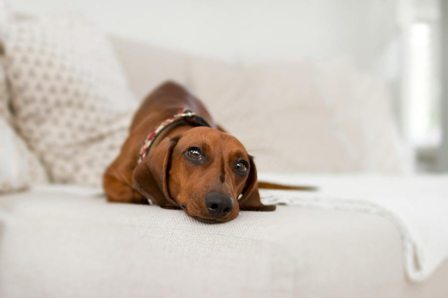 Keep Pets Away