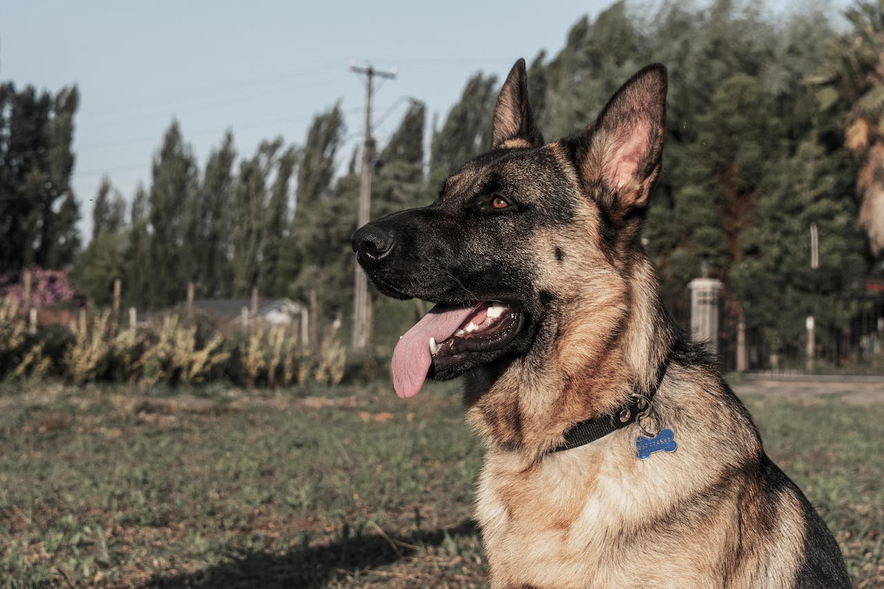 ddr vs czech german shepherd