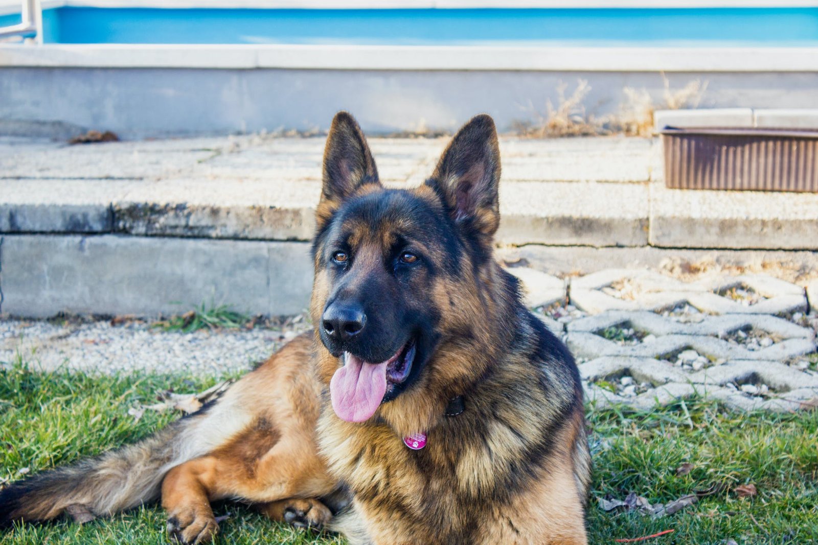 Plott Hound Shepherd Mix