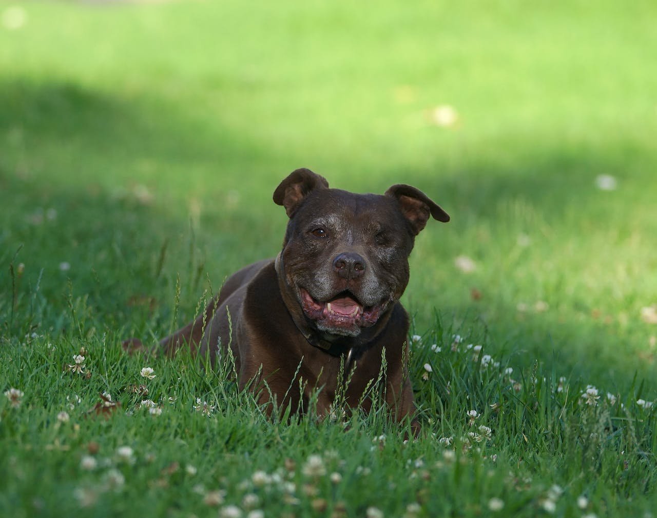 Physical Attributes of Midnight Cowboy Pitbull