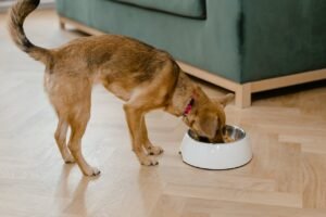 appetite Boosters for Dogs
