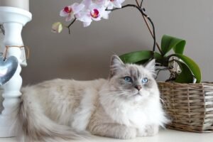 Cat Boarding