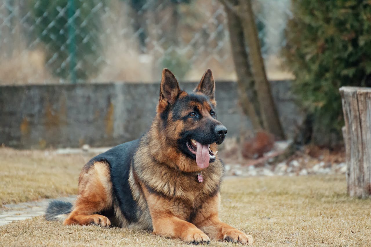 ddr vs czech german shepherd