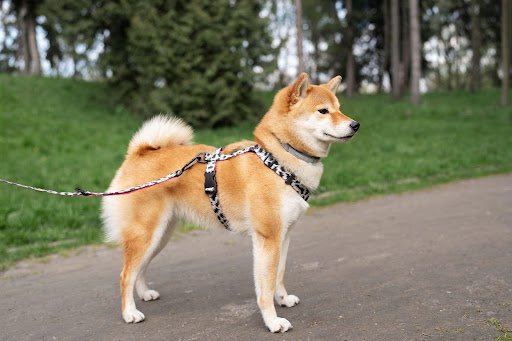 Dog Harnesses
