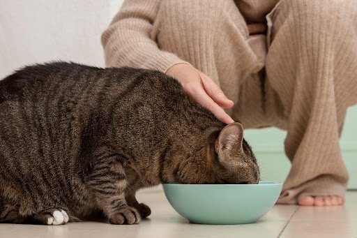 Pregnant Cat