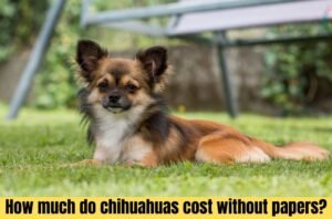How much do chihuahuas cost without papers
