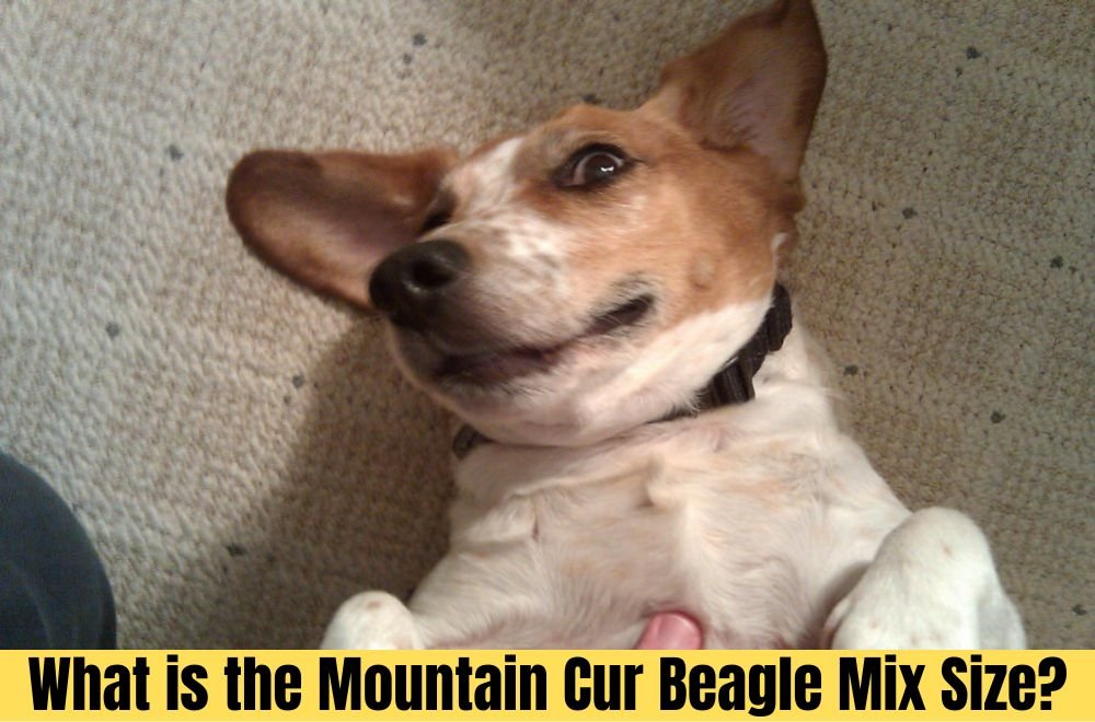 What is the Mountain Cur Beagle Mix Size