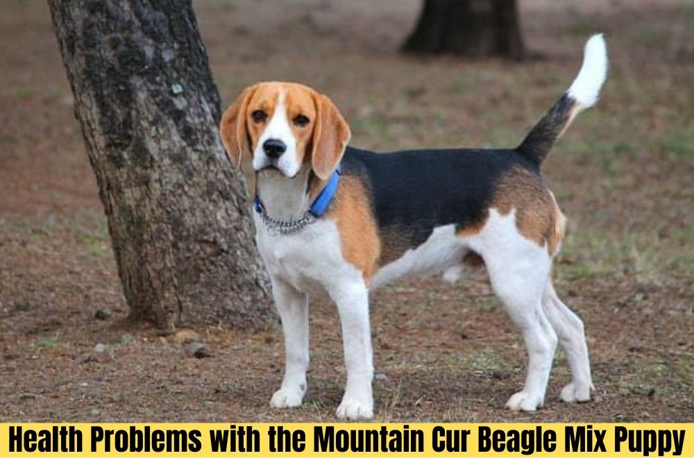 Health Problems with the Mountain Cur Beagle Mix Puppy