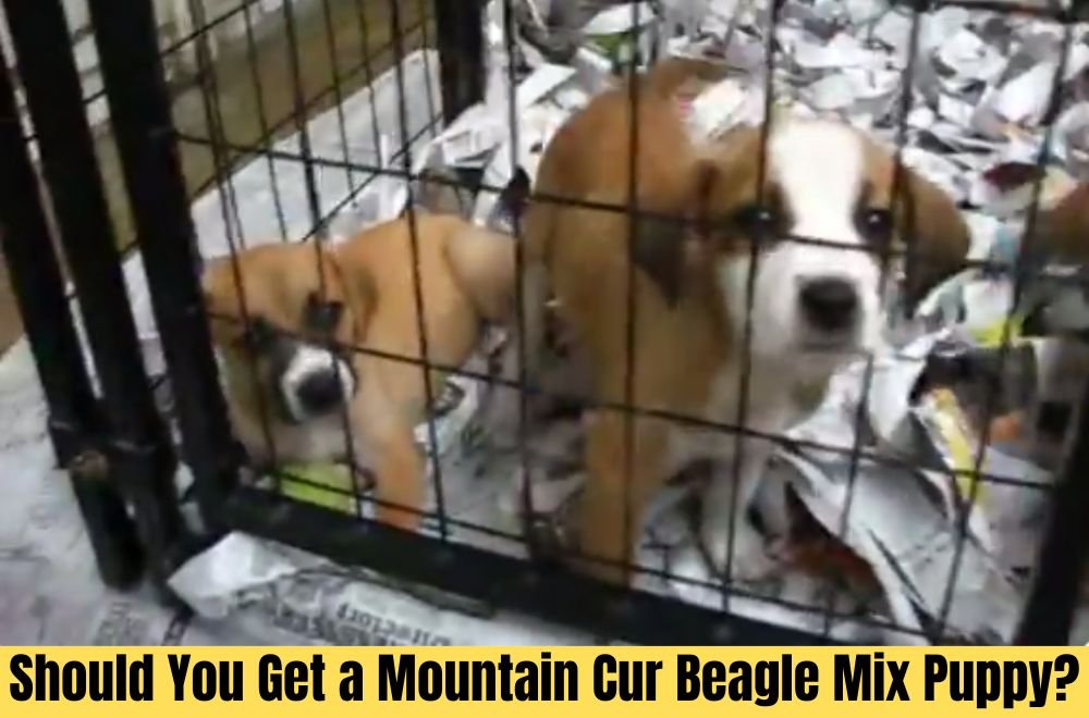 Should You Get a Mountain Cur Beagle Mix Puppy
