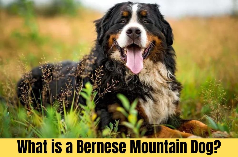 What is a Bernese Mountain Dog