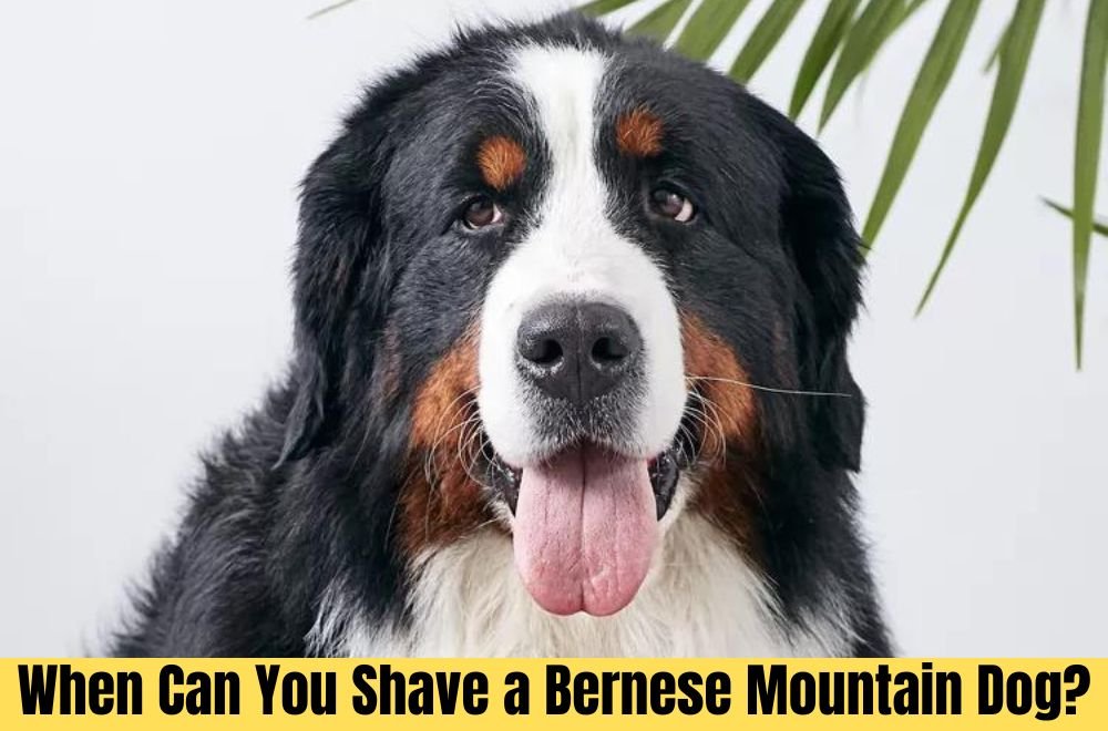 When Can You Shave a Bernese Mountain Dog