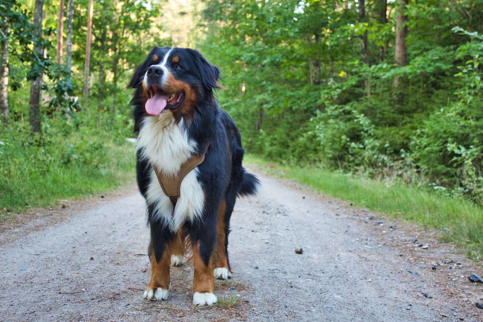 Common Mistakes to Avoid When Shaving Bernese Mountain Dogs