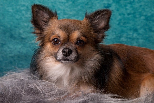 What is a Chihuahua
