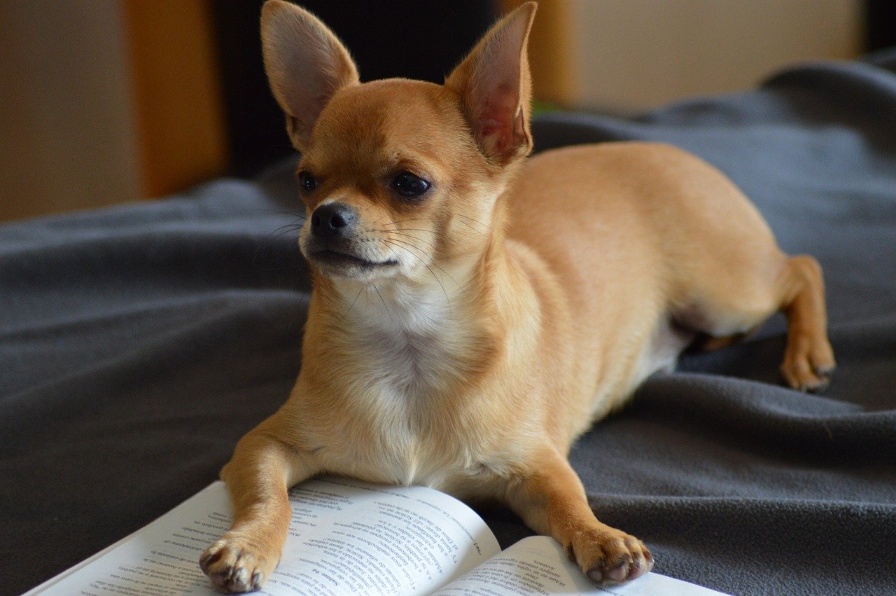 How Much Do Chihuahuas Cost Without Papers