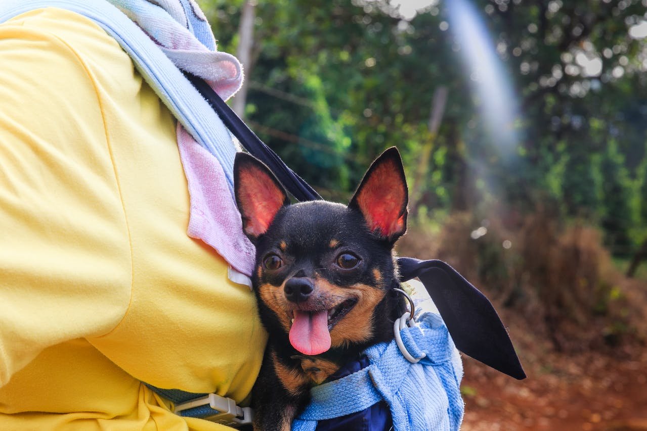 Factors Influencing the Value of Chihuahuas