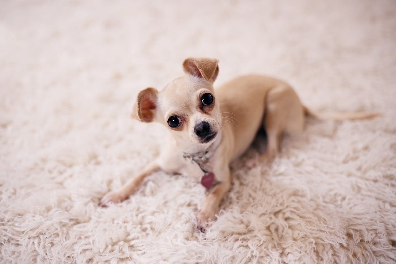 Things to Consider When Buying Chihuahua Without Papers