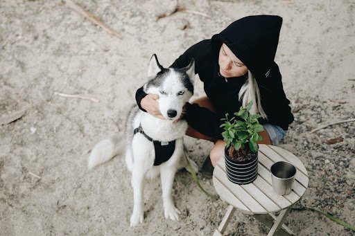 Best Pet Daycare