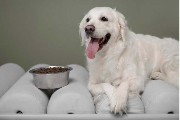 Dried Dog Food