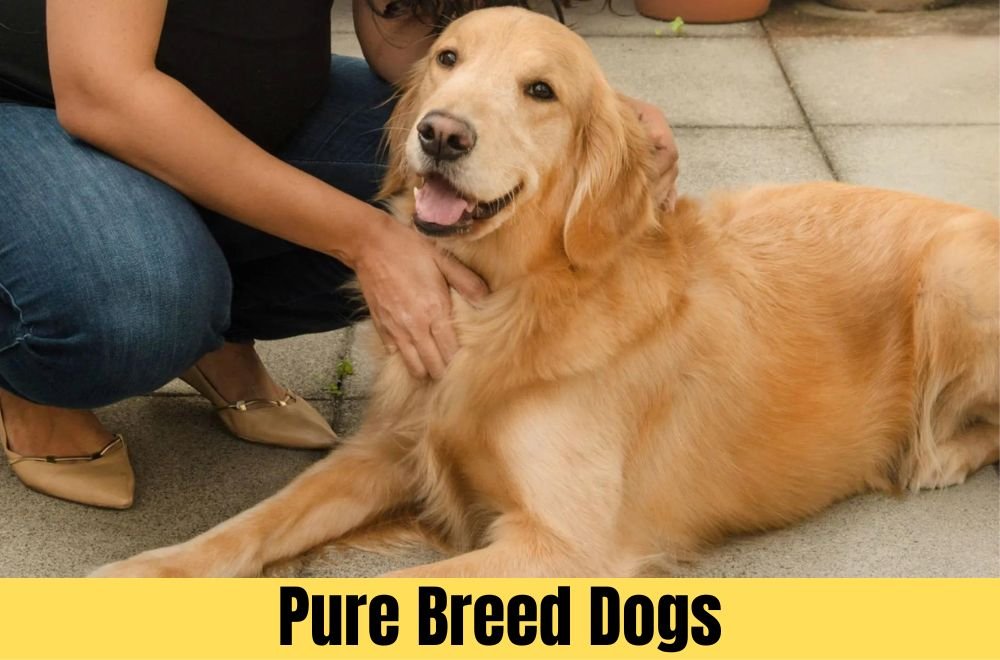 Pure Breed Dogs
