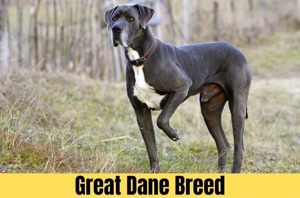 Great Dane Breed