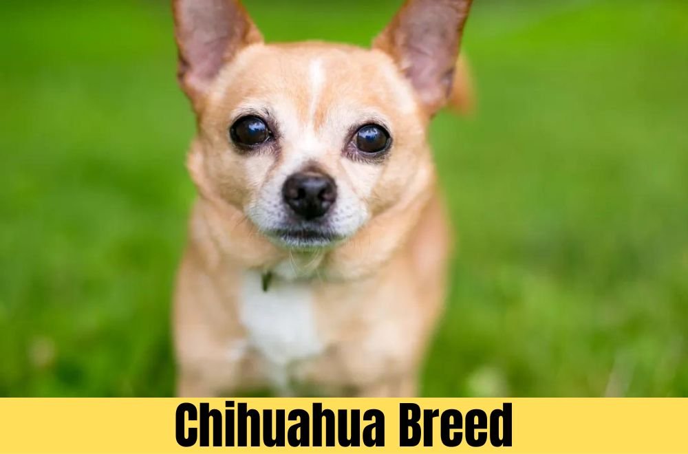 Chihuahua Breed