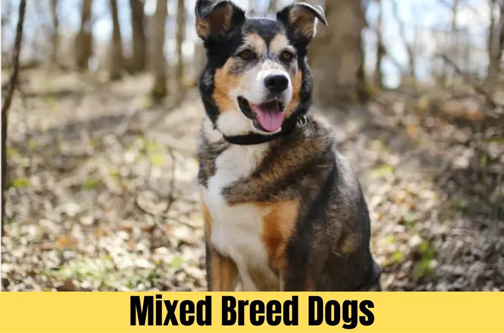 Mixed Breed Dogs