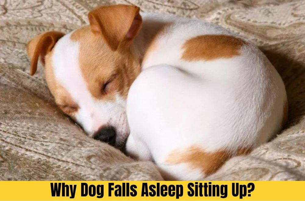 Why Dog Falls Asleep Sitting Up