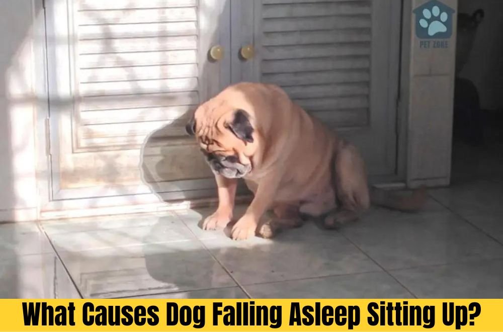 What Causes Dog Falling Asleep Sitting Up