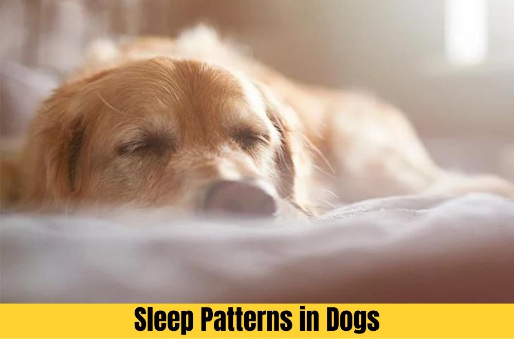 Sleep Patterns in Dogs