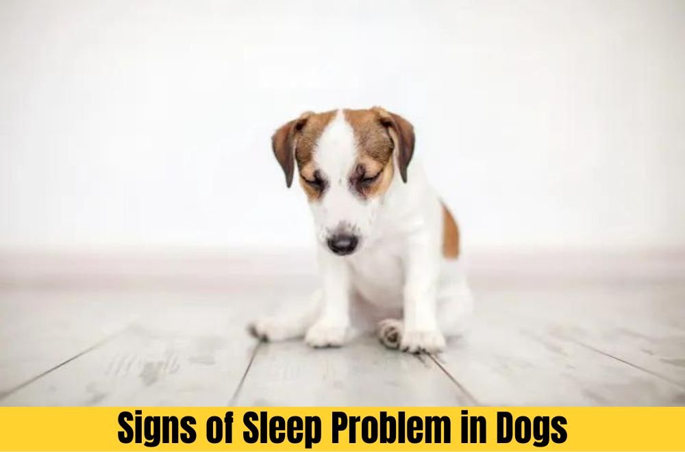Signs of Sleep Problems in Dogs