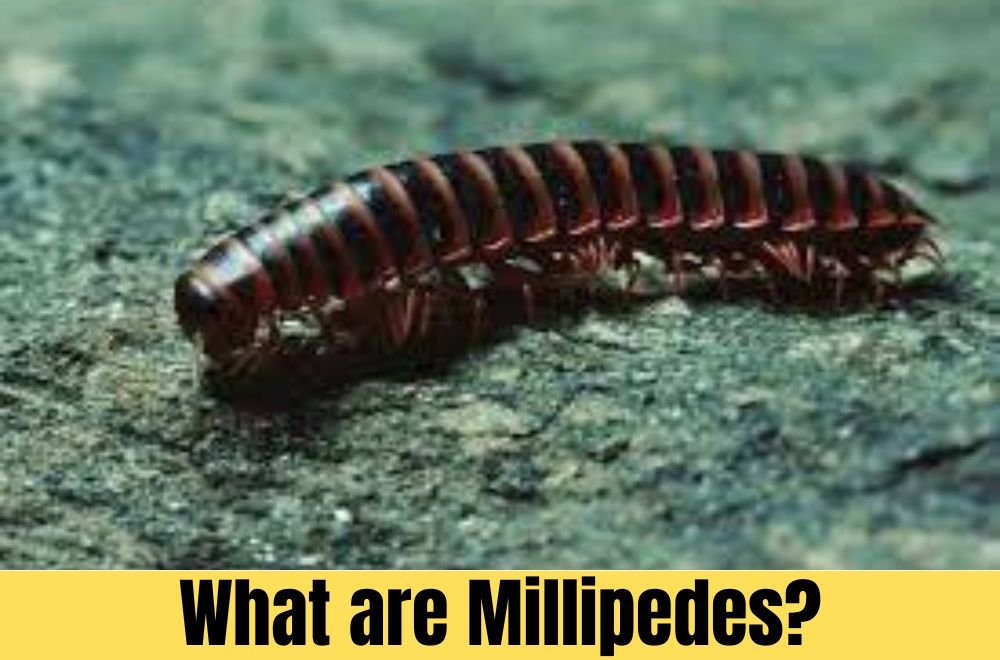 What are Millipedes