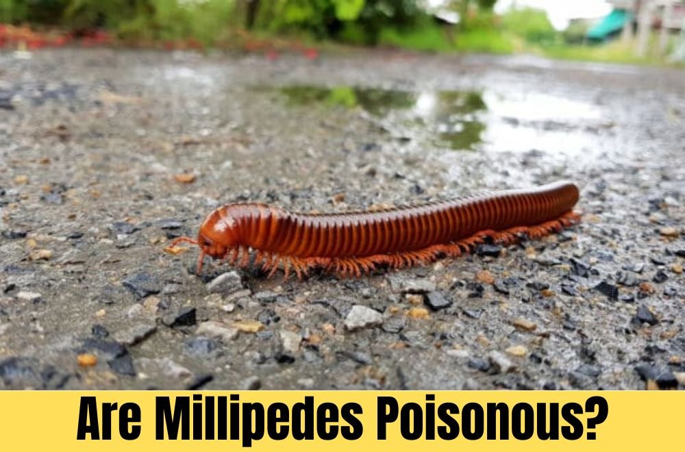 Are Millipedes Poisonous